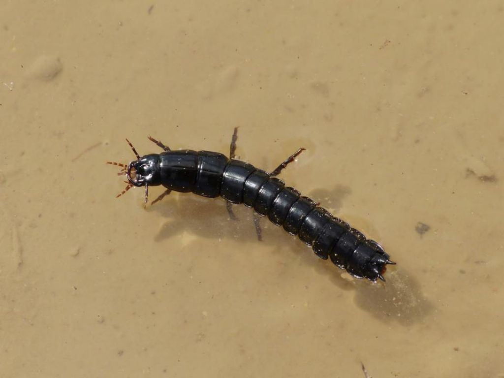 Larva di Carabus sp.? Di Calosoma sp?